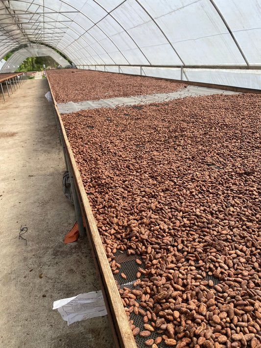 Comprendre la filière cacao-chocolat : une chaîne fragmentée et en mutation