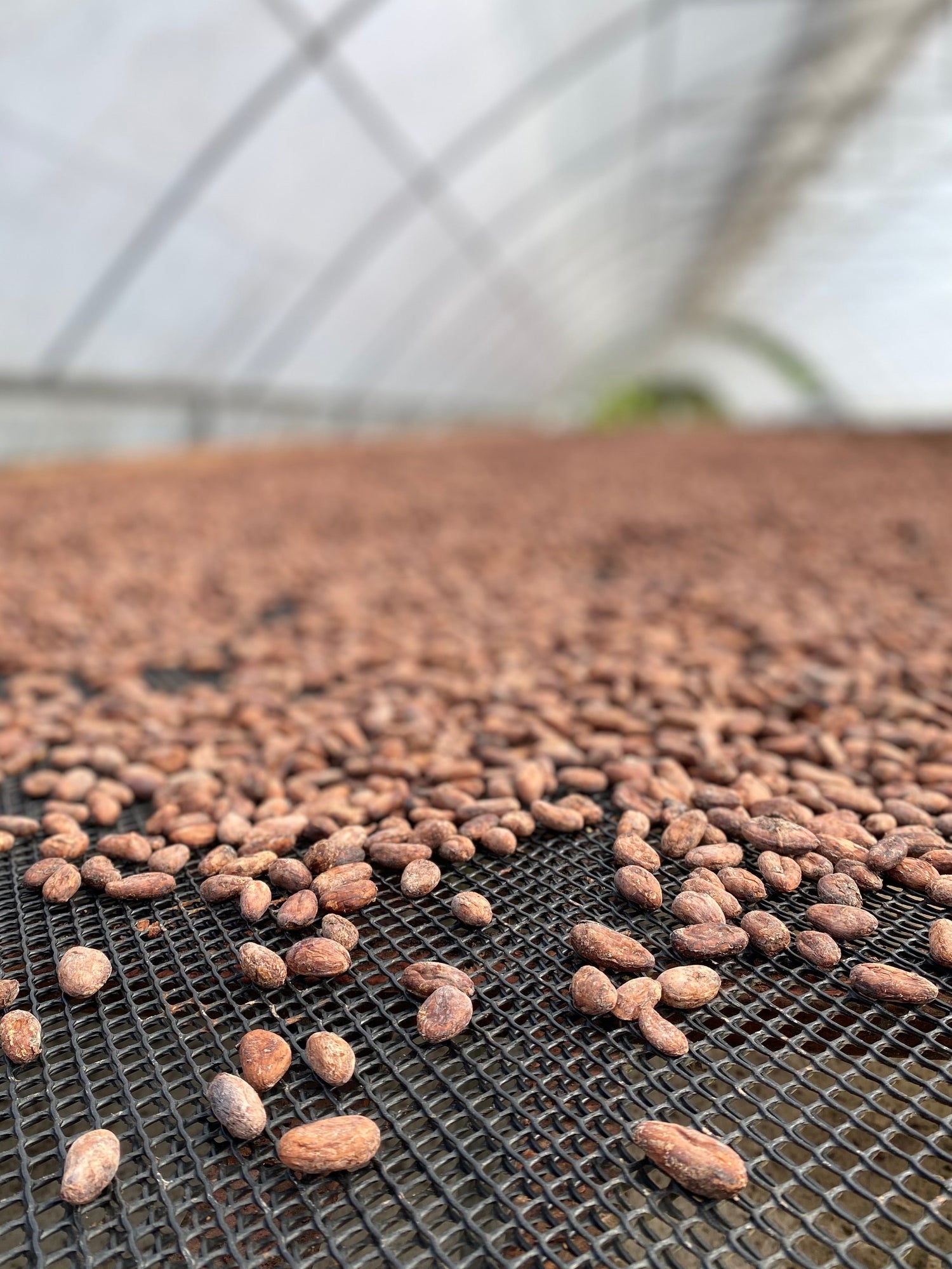 feve de cacao de specialite chocolat bean to bar local artisanal familial manufacture paysac