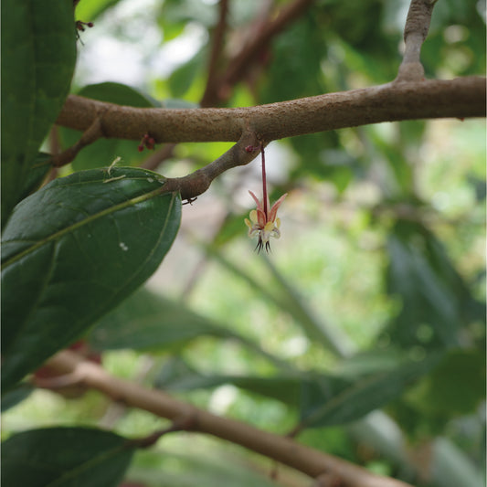 Torréfacteur de cacao de spécialité, fleur du cacaoyer cultivé en agroforesterie