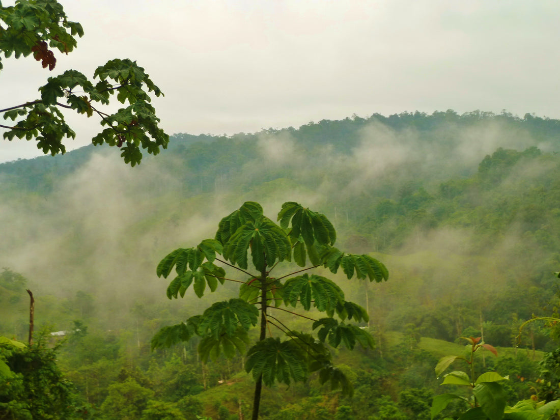 Mono Bravo : un cacao ancestral.