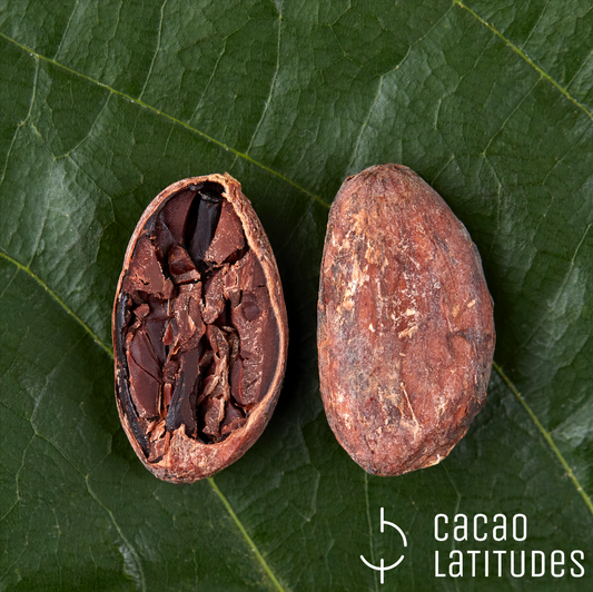 Fèves de cacao crues - République dominicaine - Zorzal Comunitario